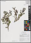 Foto von Salix caprea L.